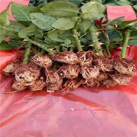 北京四季玫瑰杯苗耐寒玫瑰苗绿花灌木苗