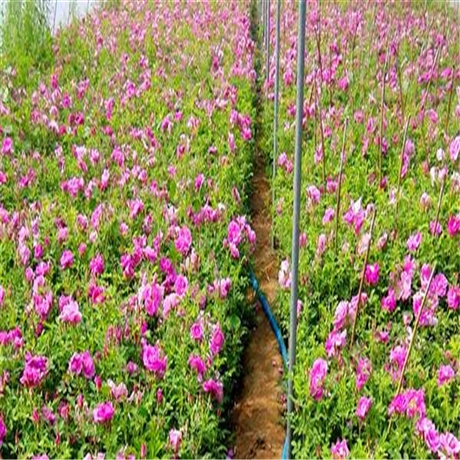 本溪批发四季玫瑰四季玫瑰培育基地花期长花形大