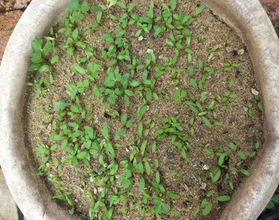 白芷种子自己家的种子可以种植不