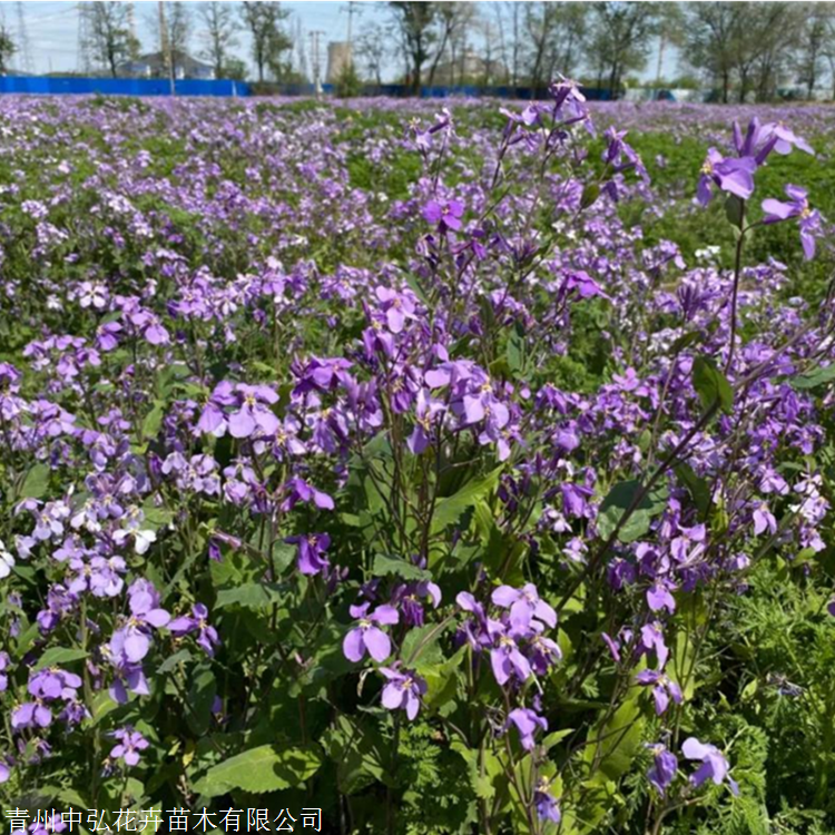 中弘苗圃供應二月蘭草花二月蘭露天多芽苗