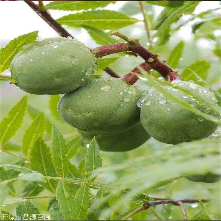 文冠果杯苗315公分中华文冠文冠果好货源