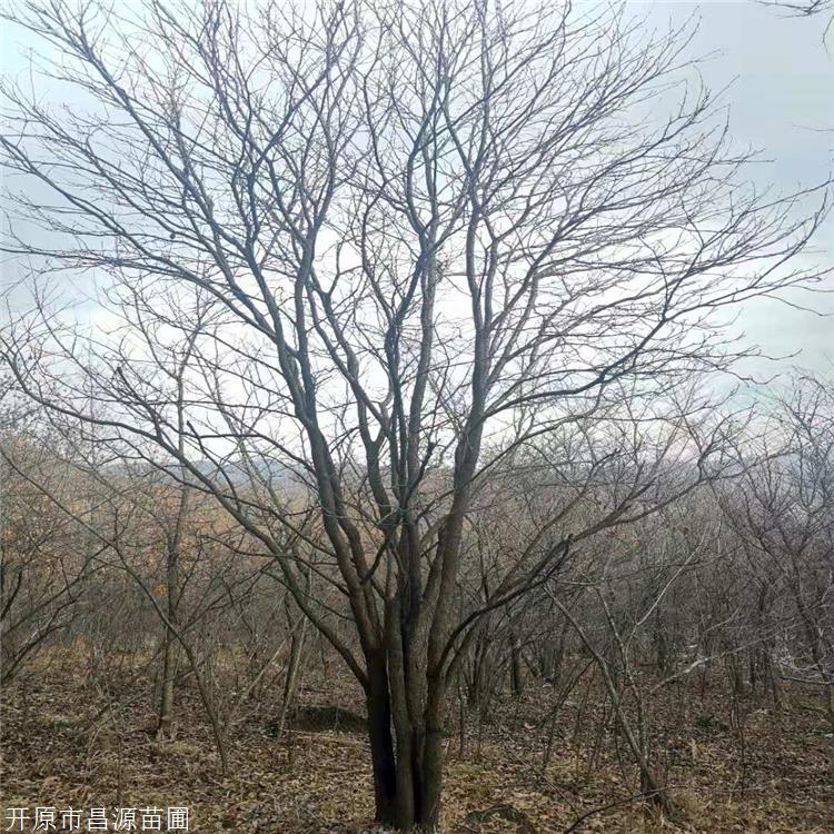 東北闊葉喬木 供應叢生水曲柳 叢生花曲柳種植基地 工程容器苗