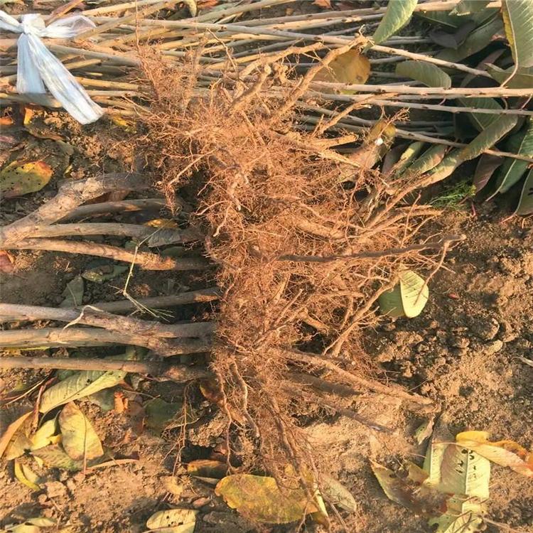 一根棍大樱桃苗市场报价一根棍大樱桃苗抗病害强祥顺苗木