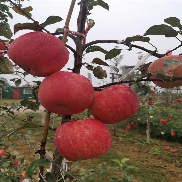 烟富10号苹果苗市场报价烟富10号苹果苗大果高产祥顺苗木