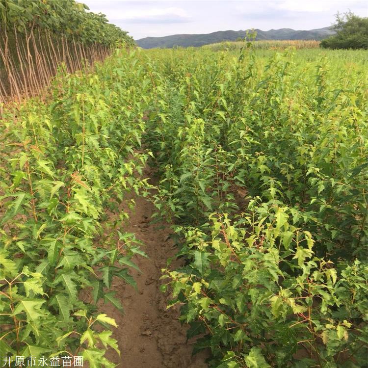 永益苗圃批发红花忍冬红花忍冬好货源耐寒耐寒苗