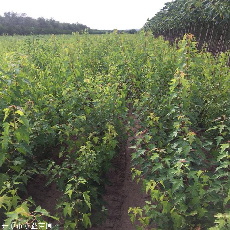 开原绿化苗圃红花忍冬杯苗红花忍冬好货源绿叶红花忍冬
