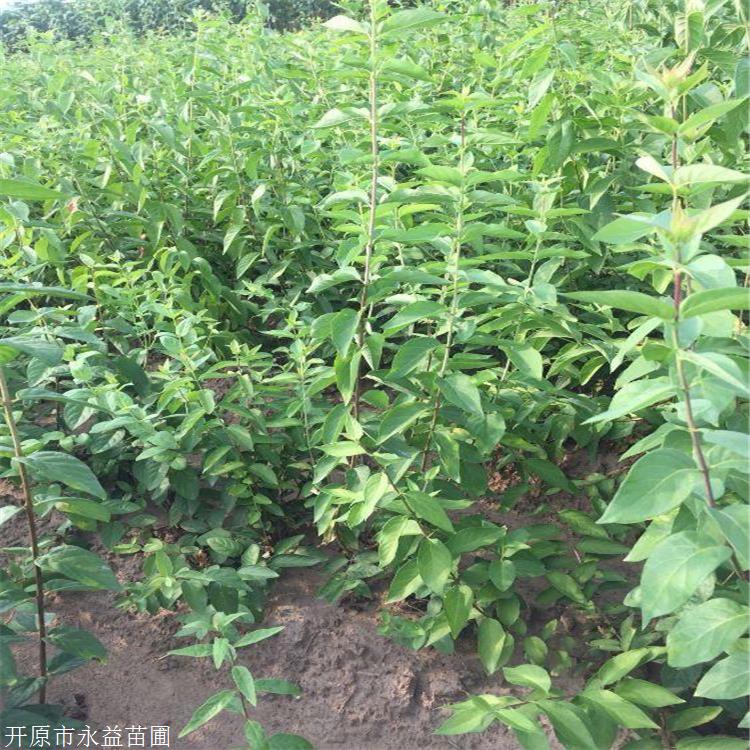 永益苗圃红花忍冬杯苗一年生红花忍冬绿叶红花忍冬