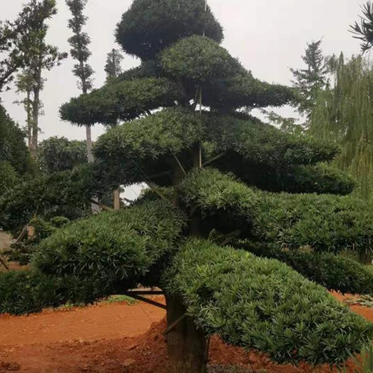 树形优美景松型松 造型罗汉松批发 常年供应