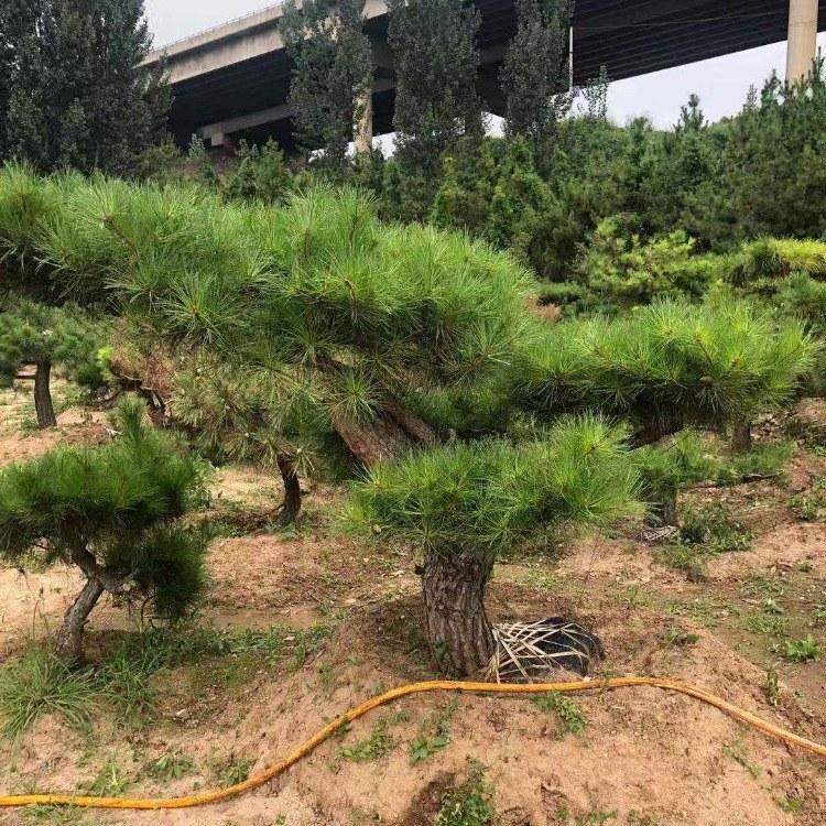 5米造型松 造型松地栽移植苗 園林小區造型松 山東種植