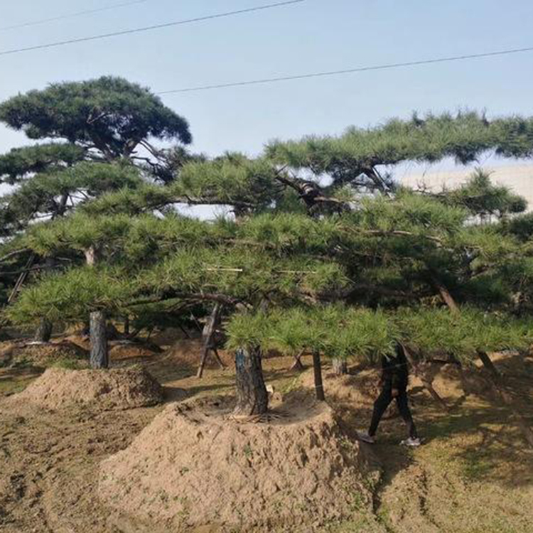 3米造型松 4米造型松供应价格 山东造型松价格 品种多样