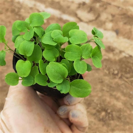 现挖现卖 二月兰苗 山东二月兰 价格合理-搜采通