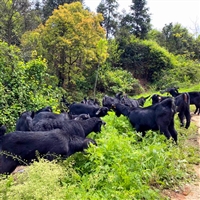 养殖黑山羊种什么牧草  黑山羊，甜象草，林下种养结合