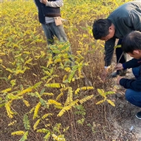 紫穗槐小苗规格有3-4至5mm苗木均有货 根系发达公分足