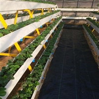 草莓立体种植槽 温室番茄基质栽培槽 尚霖厂家