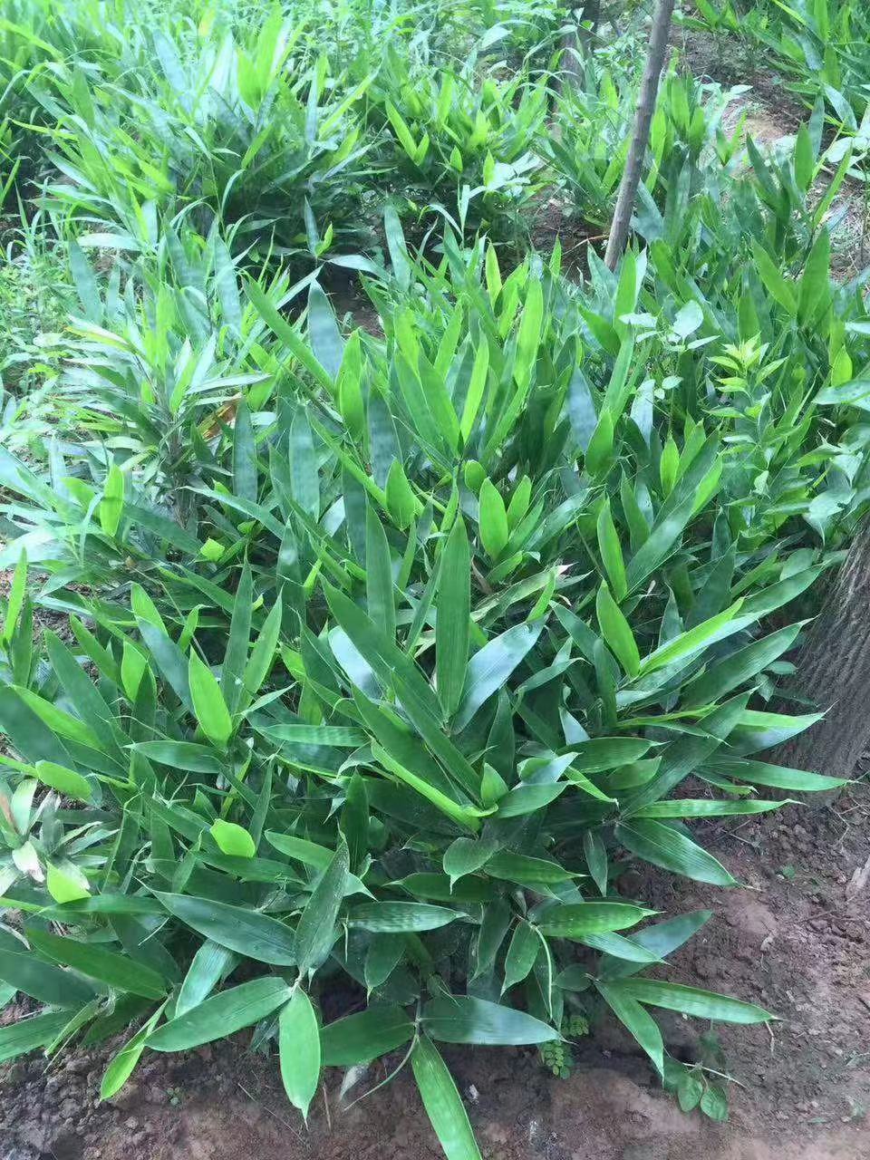 鄢陵竹子批发基地箬竹批发箬竹价格