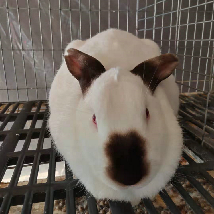肉兔价格 伊拉八点黑兔 加盟福农兔业合作养殖