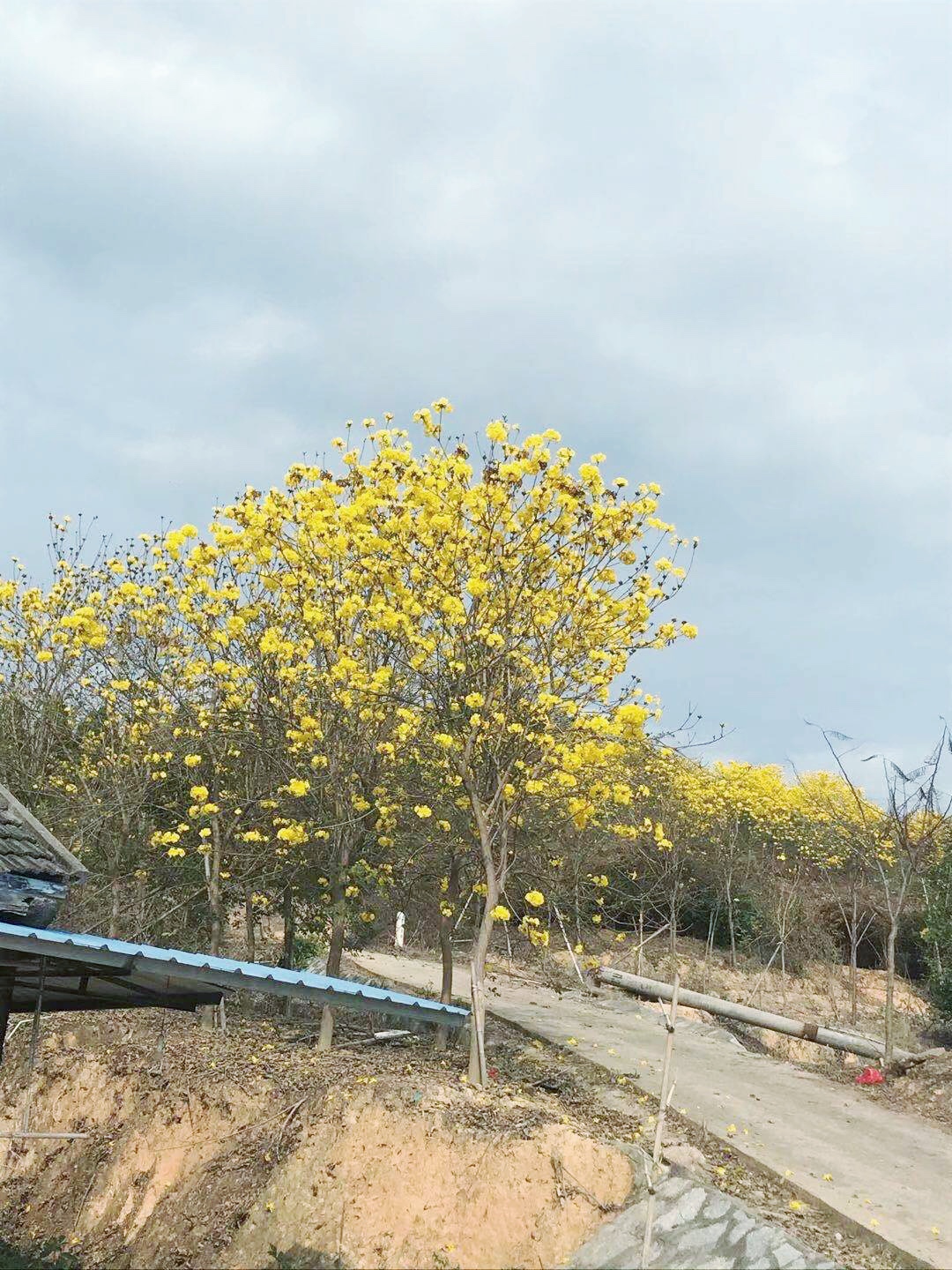 黄花风铃木种植方法图片