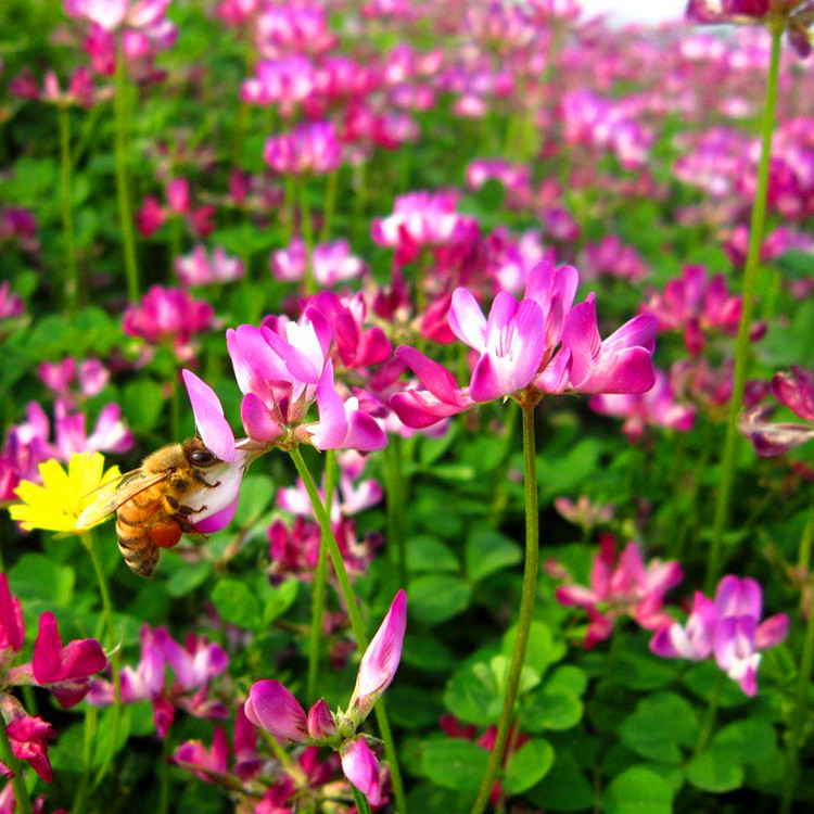 厂家批发紫云英种子 绿肥牧草紫云英种子销售 全国包邮