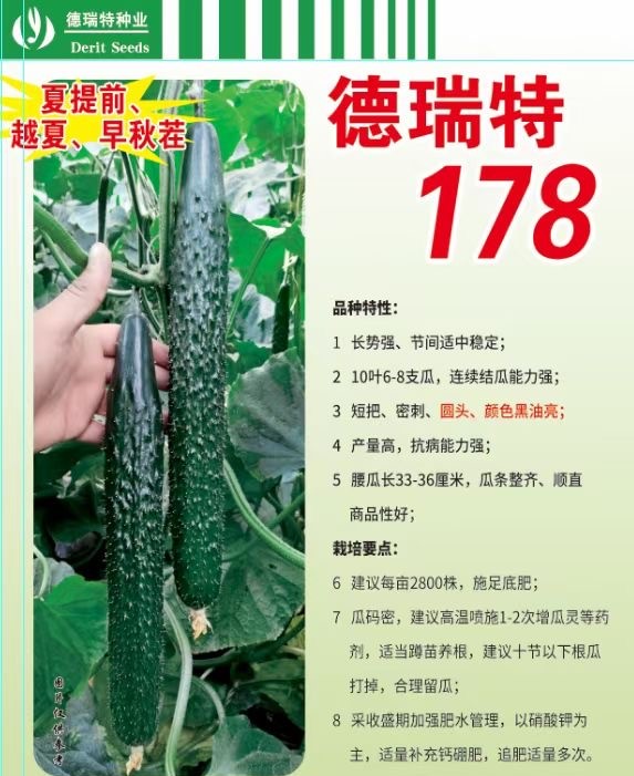 德瑞特178黄瓜种子天津德瑞特种业德瑞特117黄瓜苗寿光育苗厂促销