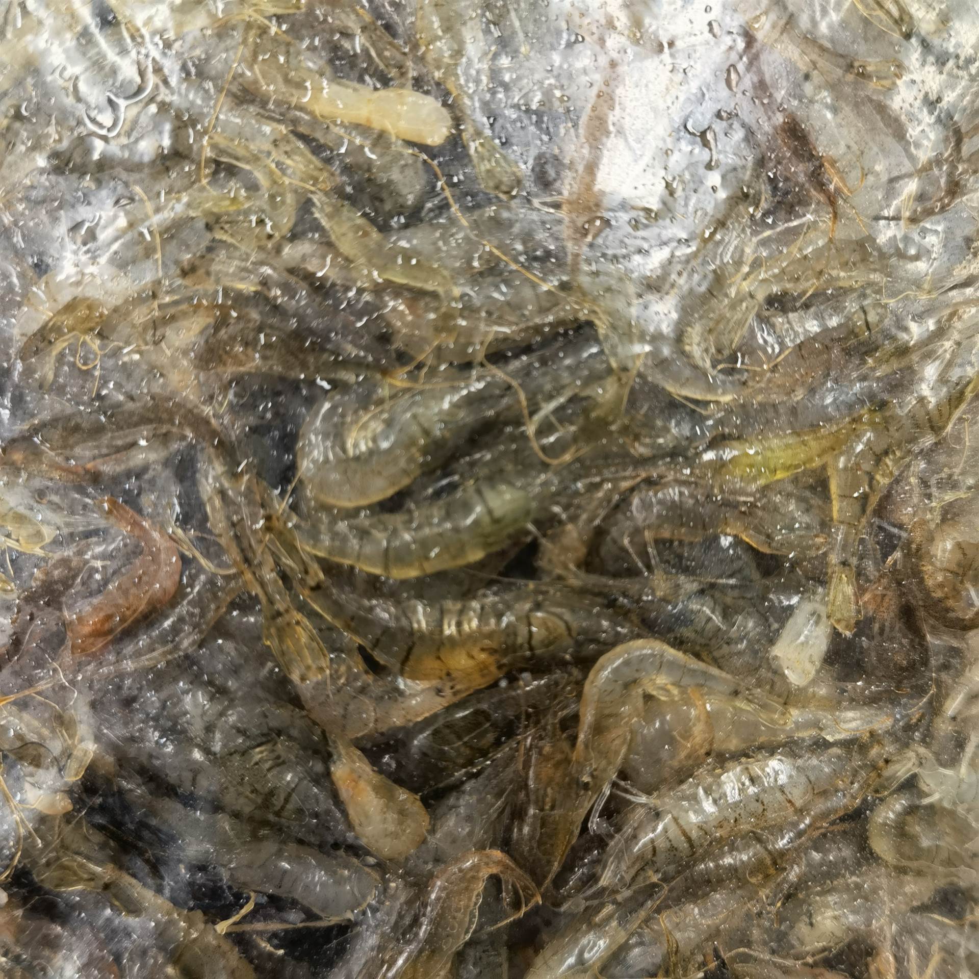 河蝦鮮活新鮮冷凍海鮮水產狗仔蝦仁青蝦小土蝦每份500g淡水小河蝦