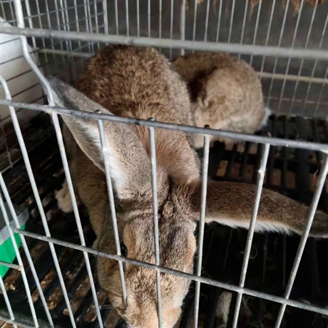 散养杂交比利时兔兔子每窝产几只仔肉兔散养好还是笼养好