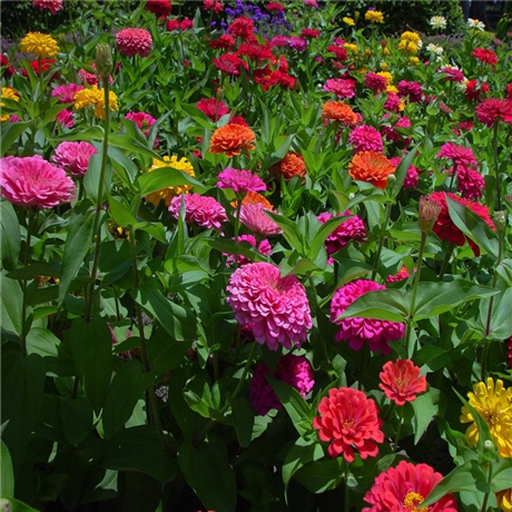 花圃基地百日草杯苗青州草花百日菊一年生草本植物