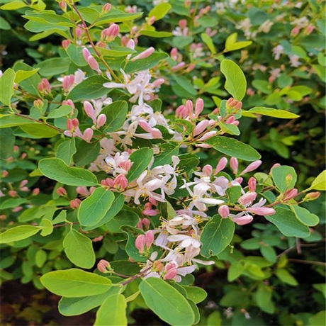 铁岭苗场出售忍冬苗蓝叶忍冬球观叶观花观果灌木