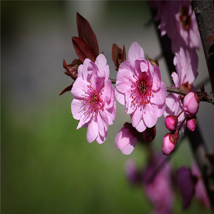 15公分美人梅红叶李 美人梅树苗要地径4公分的出售