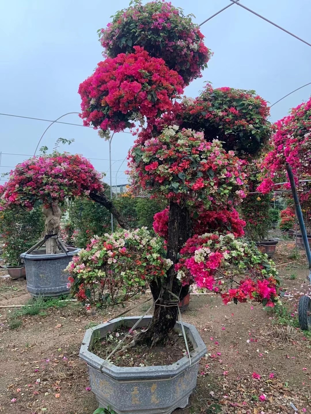 三角梅批發福建漳州紅花三角梅基地批發價格