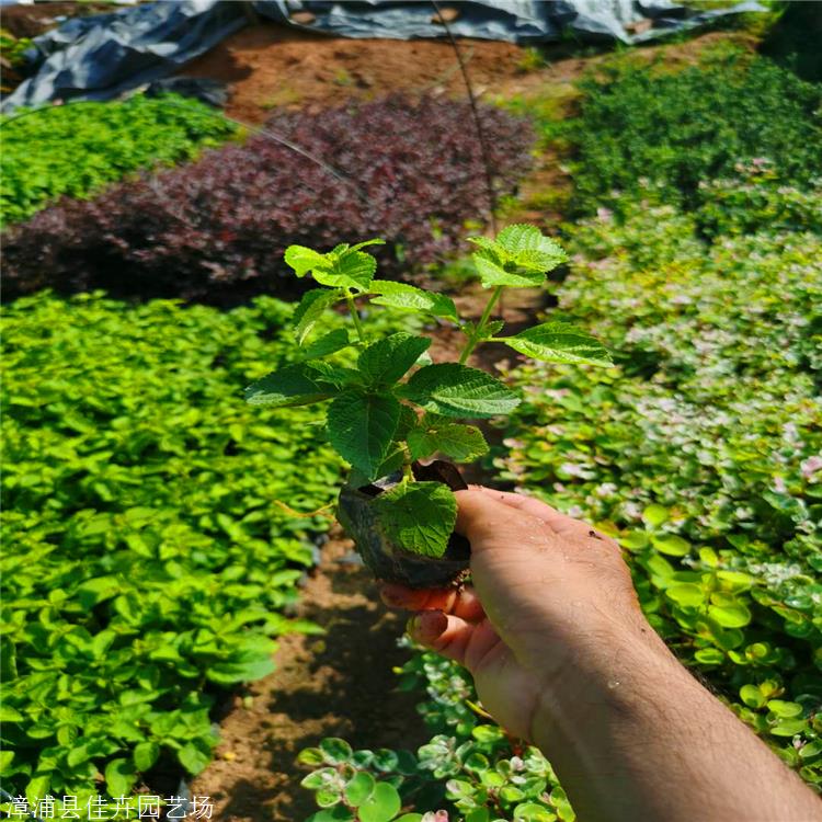 出售五色梅福建五色梅小苗地被绿植苗厂家直供