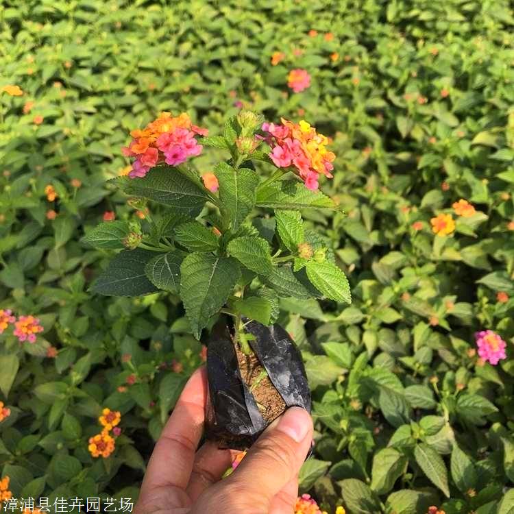 五色梅贵州五色梅小苗园林景观工程苗销售