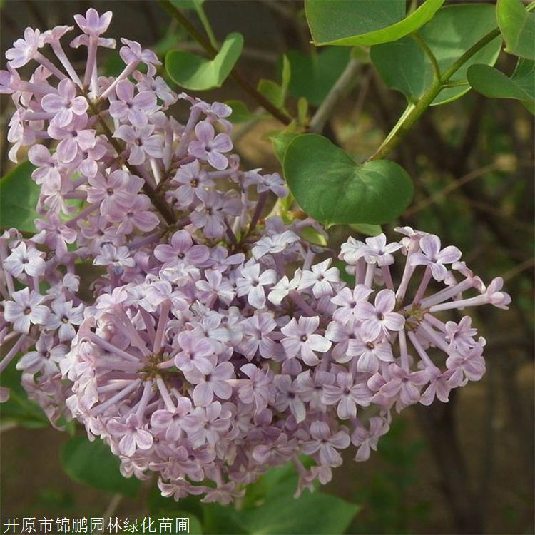 錦鵬綠化供應紫丁香紫丁香種植基地紫丁香盆栽