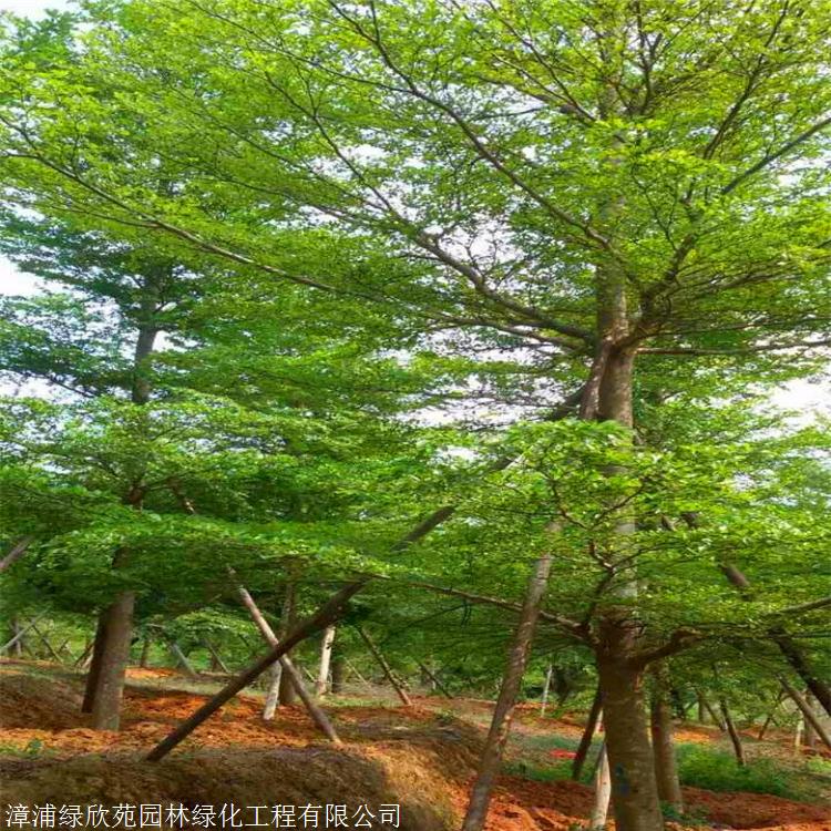 小葉欖仁四川小葉欖仁價格庭院園林街道綠化工程樹