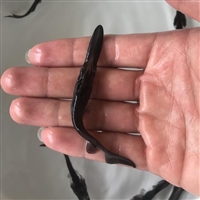 出售淡水鸭嘴兽苗活体鸭嘴苗 鸭嘴鱼养殖技术 免费提供