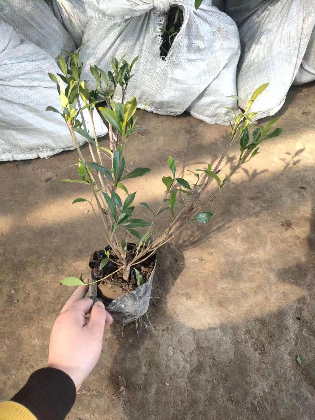 供应小叶栀子花苗小叶栀子花工程苗质量优