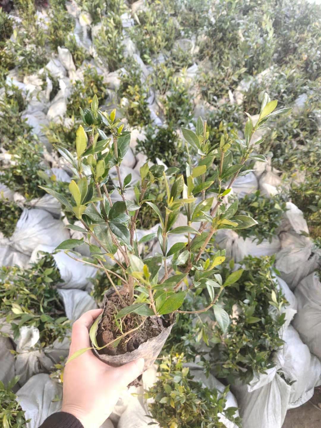 供应小叶栀子花苗小叶栀子花工程苗质量优