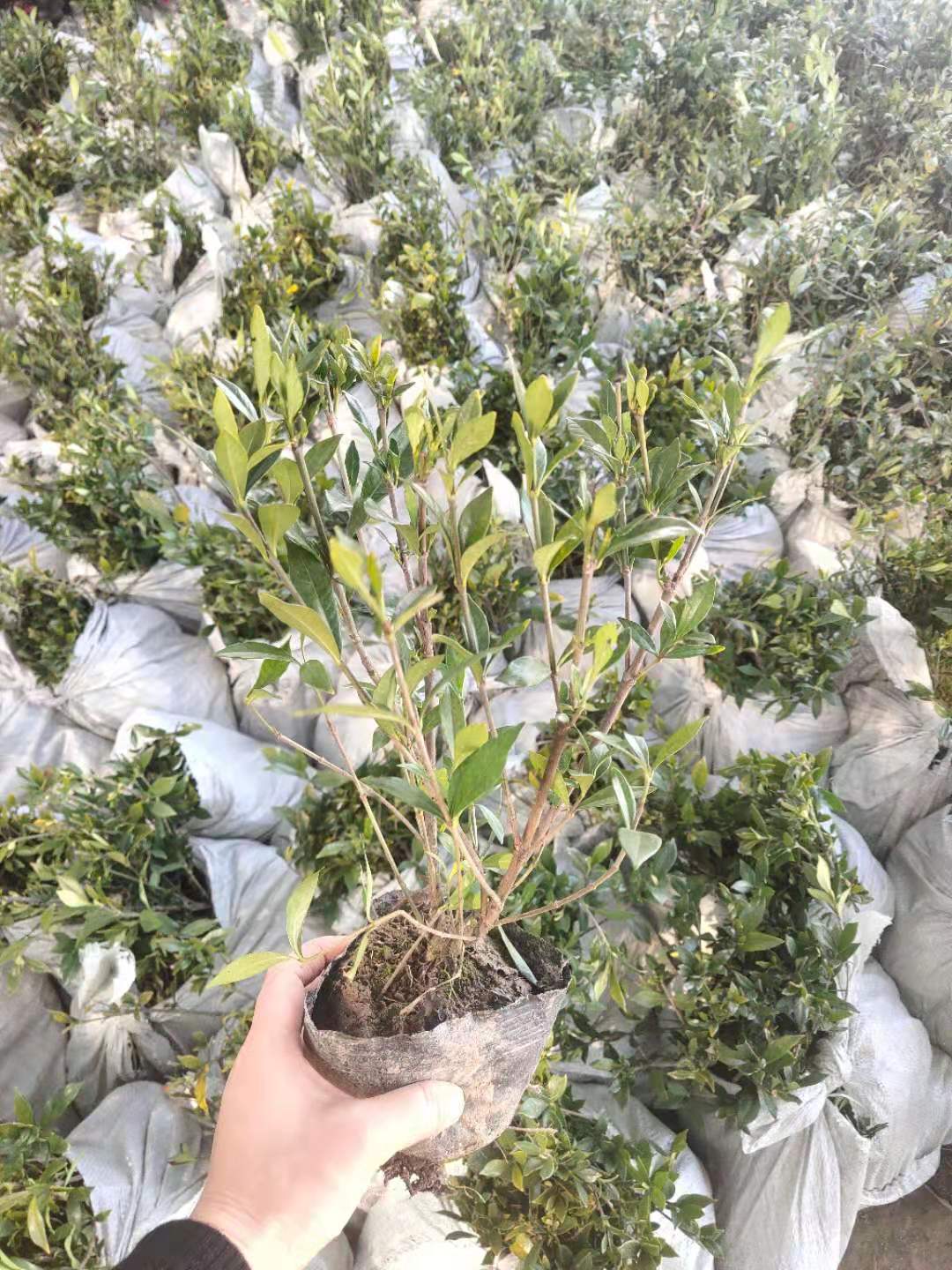 供应小叶栀子花苗小叶栀子花工程苗质量优