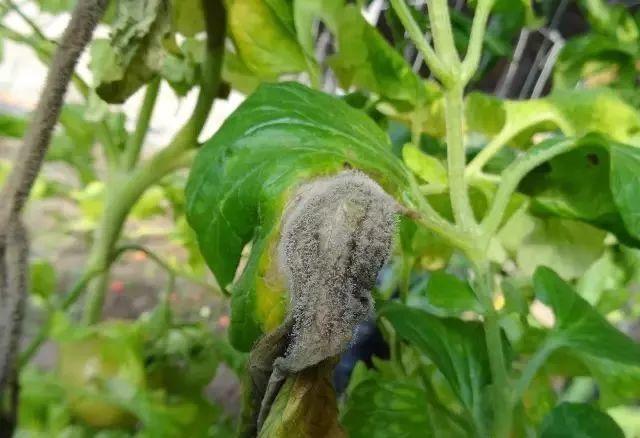 番茄灰霉病怎么办番茄灰霉病的防治措施