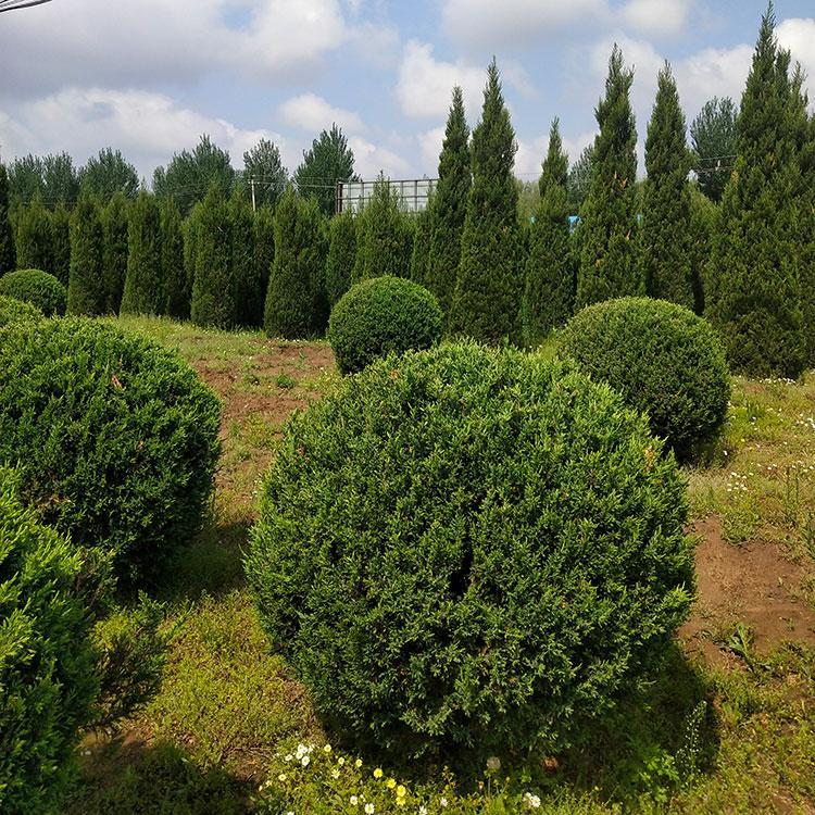 桧柏球苗木四季常绿君悦苗圃