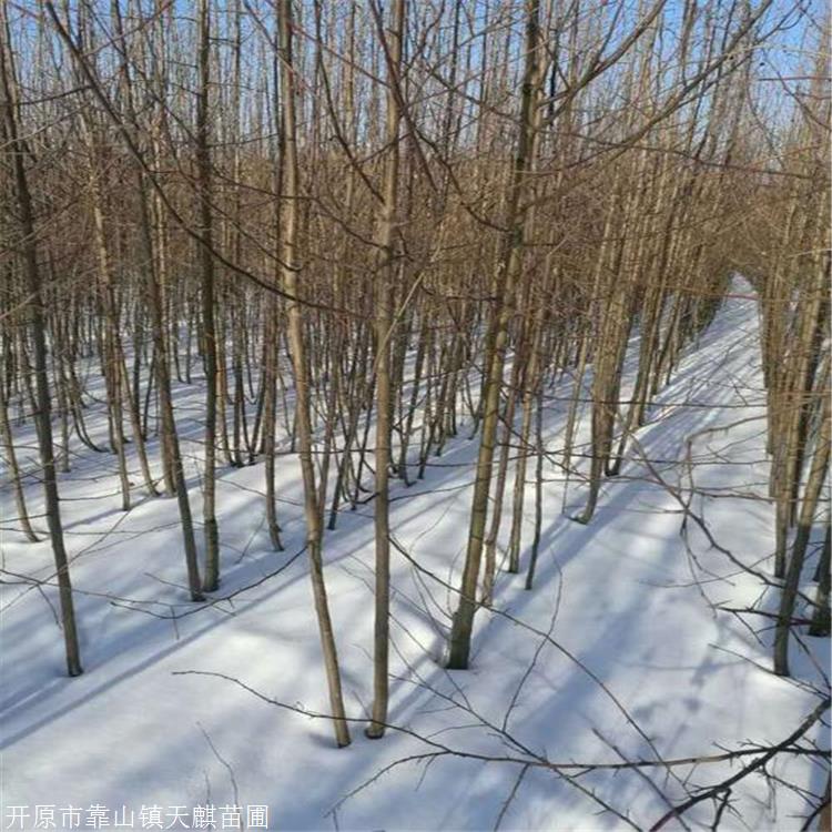 开原 山荆子树苗 地径1-15公分 培育耐寒苹果品种