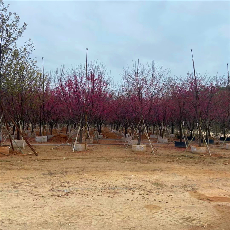 山樱花批发 福建精品山樱花价格 漳州山樱花基地