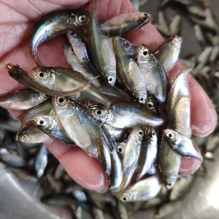 广东心水三角鳊鱼苗产量高广东扁鱼苗存活率高