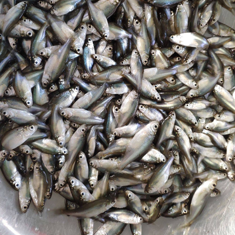 广东心水三角鳊鱼苗产量高广东扁鱼苗存活率高