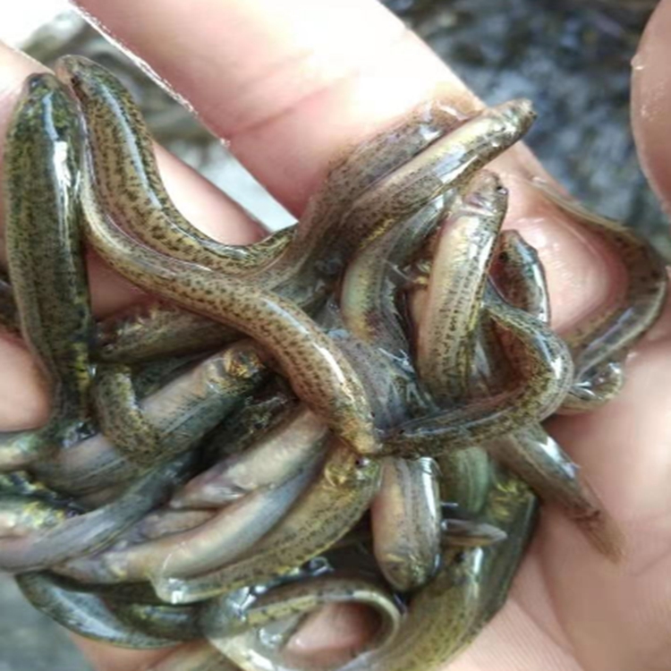 心水渔业泥鳅苗产量高宜春泥鳅苗宜春台湾泥鳅鱼苗江西泥鳅苗批发