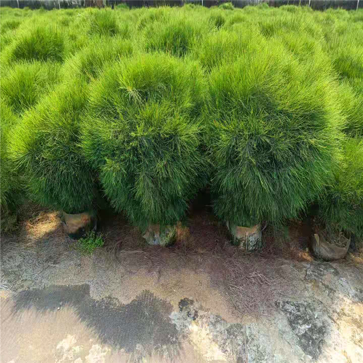 木麻黄球福建精品木麻黄球价格漳州基地直供欢迎询价