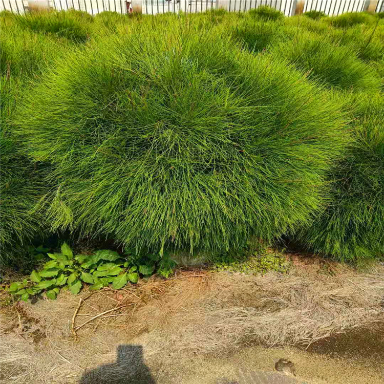 木麻黄球福建精品木麻黄球价格漳州基地直供欢迎询价