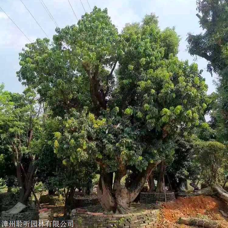 荔枝樹批發福建無籽荔枝苗多規格供應歡迎詢價