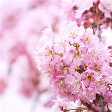 现卖樱花树苗嫁接樱花树苗观花植物樱花苗根系发达