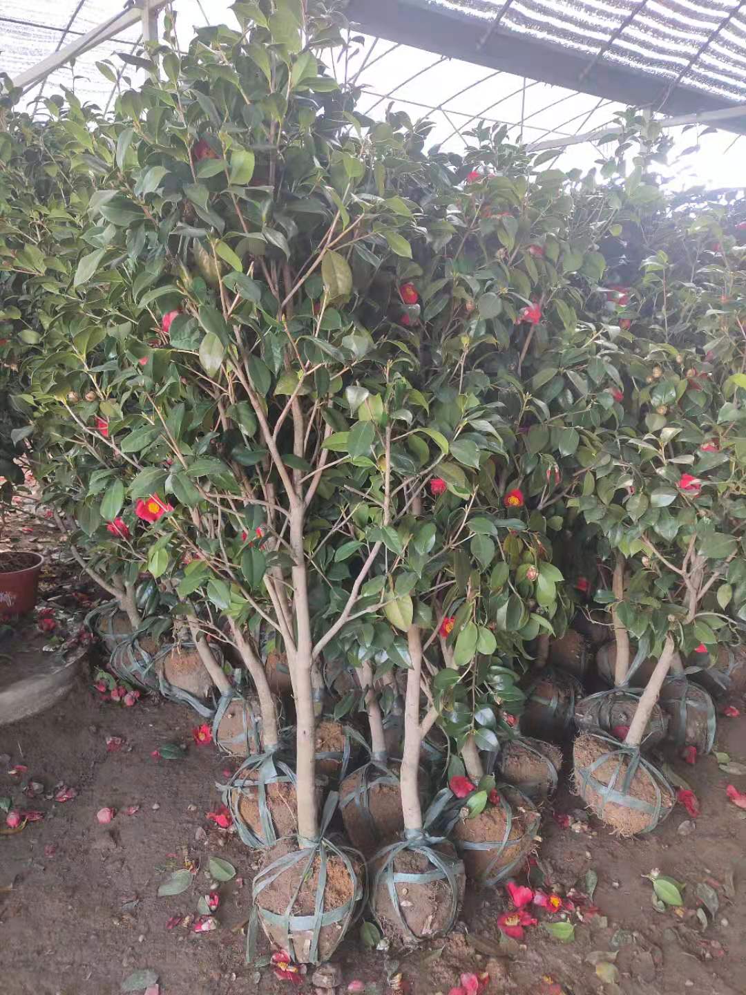 耐冬茶花批发价格耐冬茶花种植基地