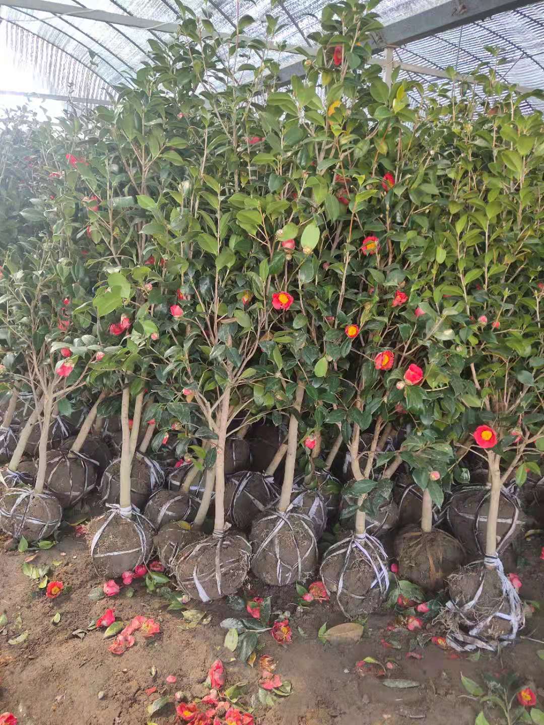 耐冬茶花批发价格耐冬茶花种植基地